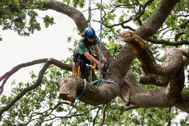 Trusted Denver City, TX Tree Removal Services Experts